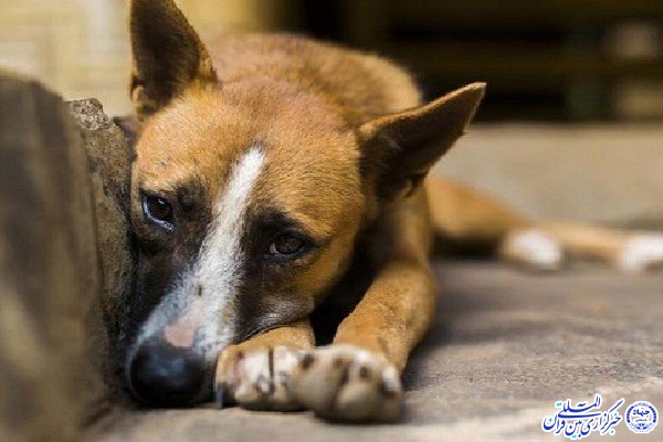 وظیفه دستگاه ها در کنترل و ساماندهی جمعیت سگ های بلاصاحب بازخوانی شود